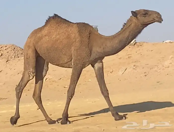 بكره عليانيه 2