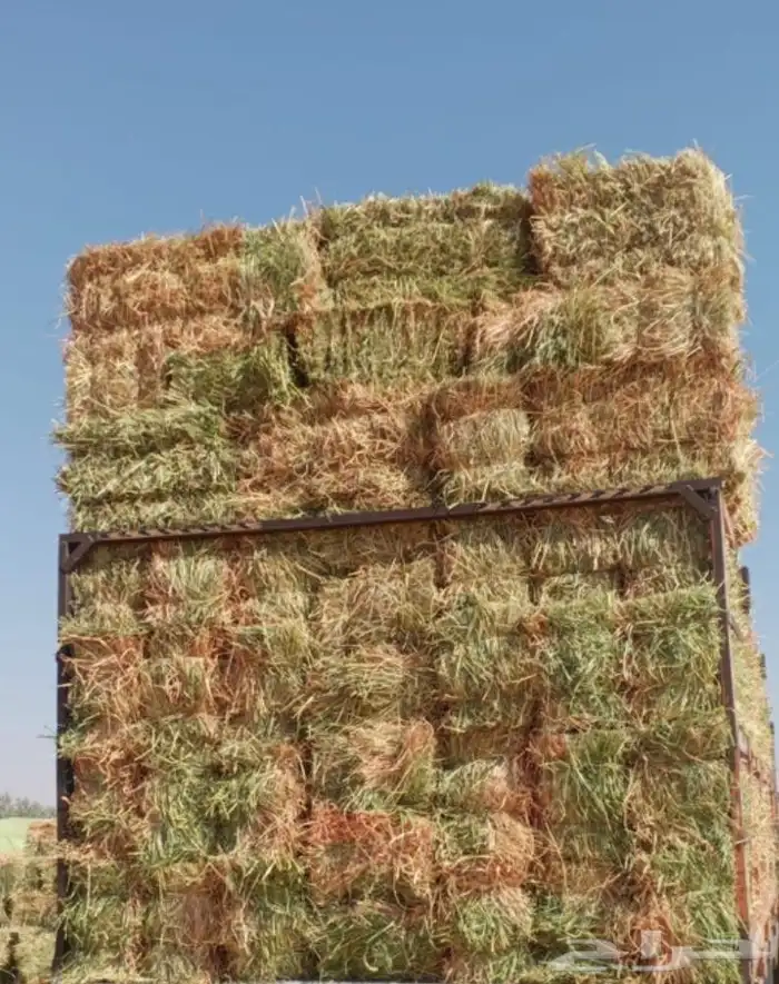 اعلاف ذرة جيزانية 1