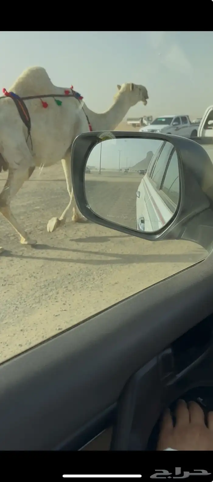 خلفه وضحا حليبها سطل وهديه وع جميع الشروط 4