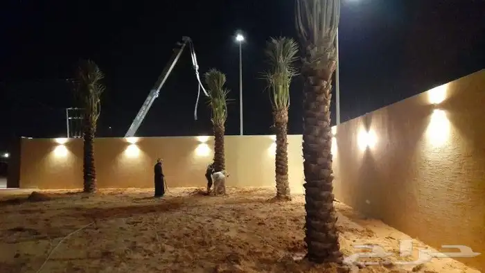 نخل عربي للبيع 0