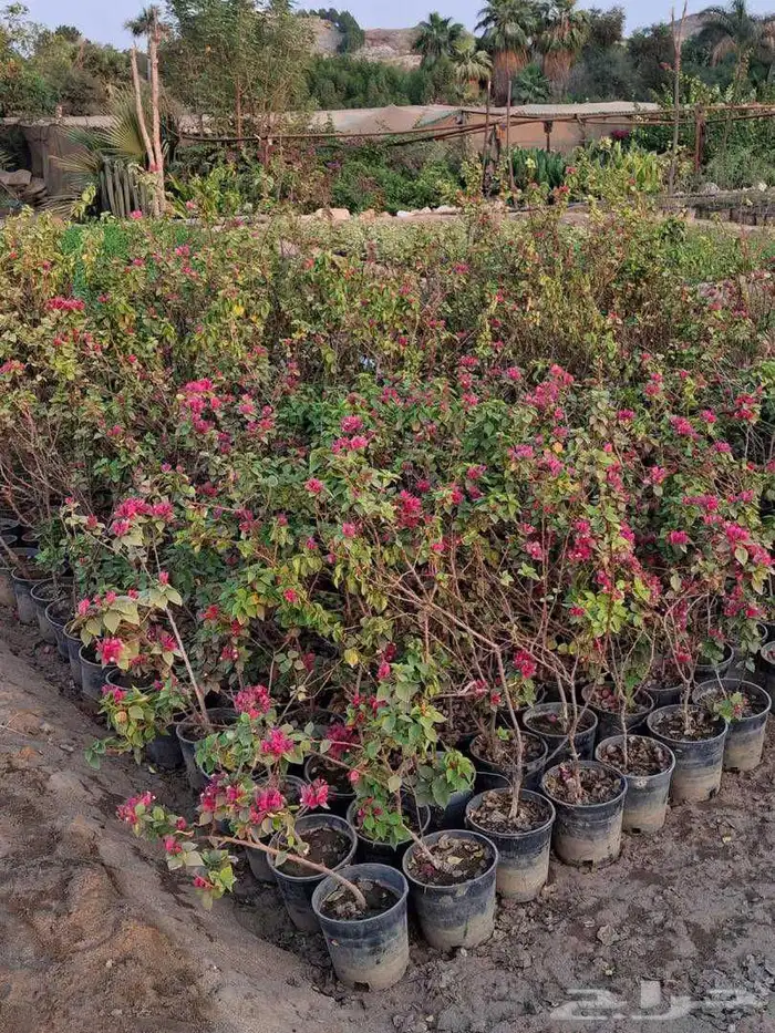 مشتل مانجو ورود 7