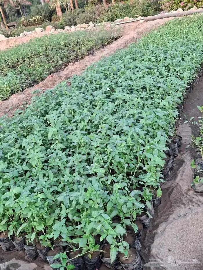 مشتل مانجو ورود 6