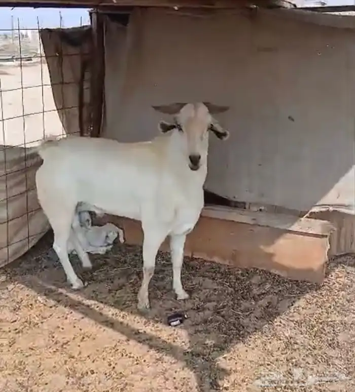 تيس فحل ورفيديه يتبعها طلي 7