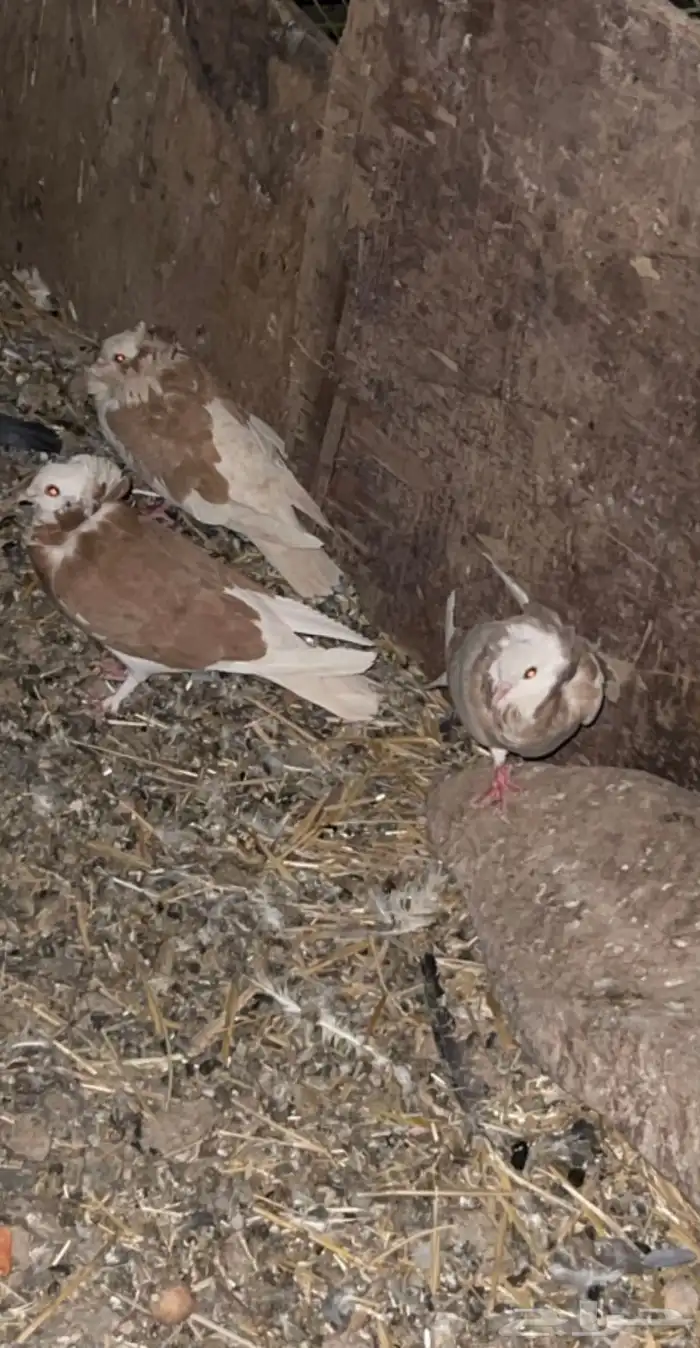 حمام بالجيكي 0