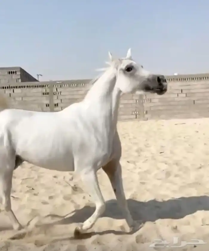 فرس شعبيه لقاح 0