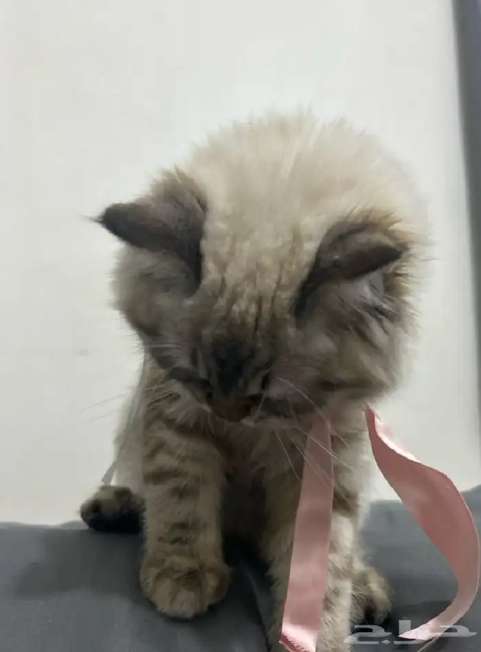 قطة للبيع شاملة أغراضها 0