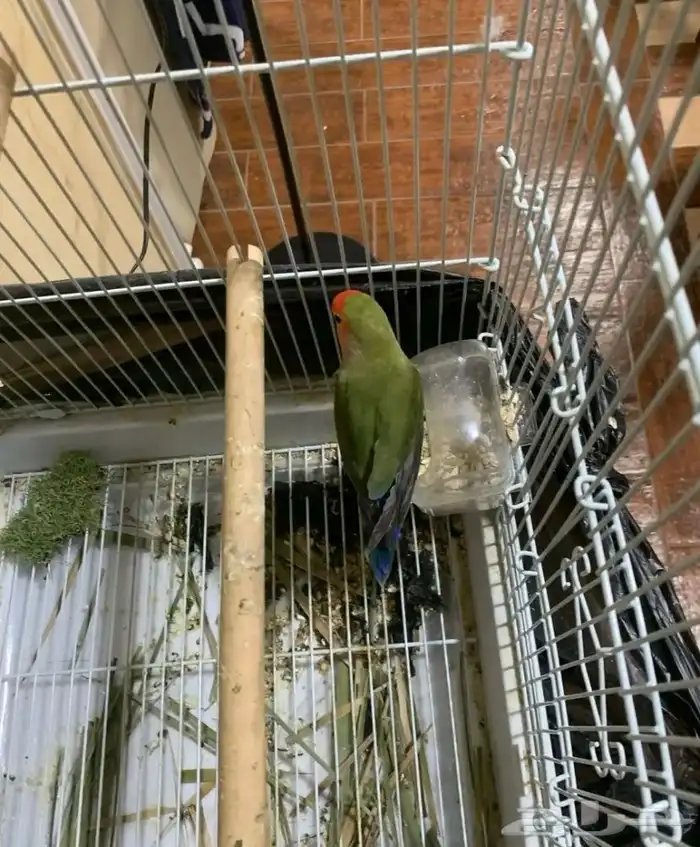 البيع. جوز روز انثى طفره 1