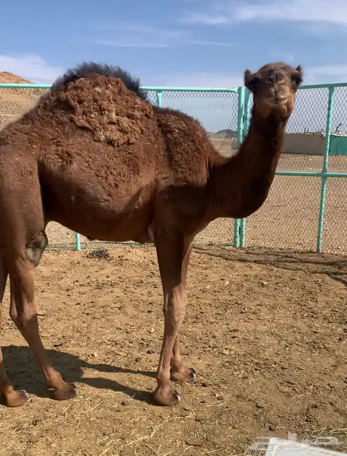 قعود حمر ادهم صنف خواته الي فالصوره 3