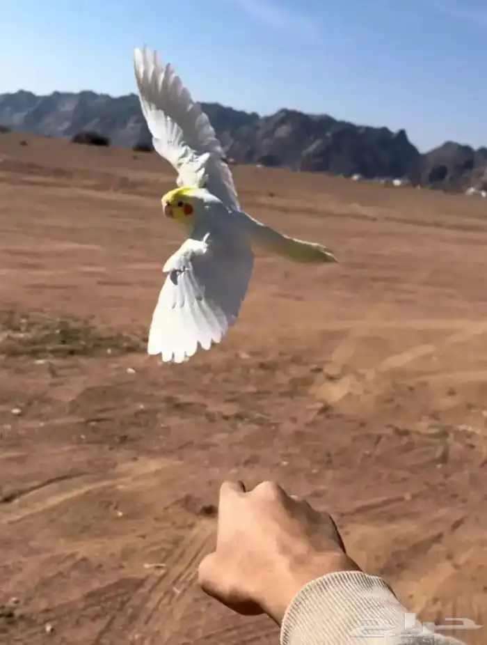 مروض ومدرب جميع أنواع الطيور 4