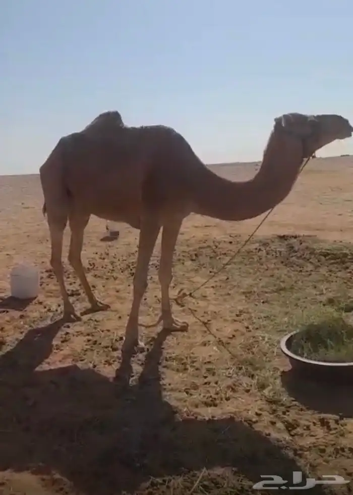 رحول عمانيه حمرا السن شاق 0