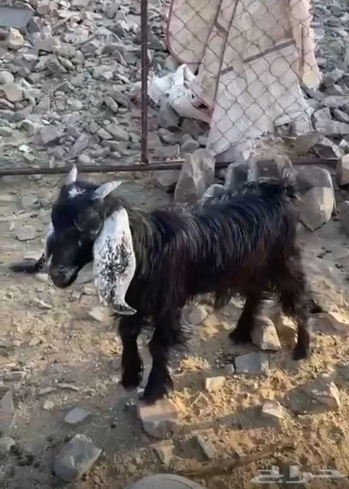 للبيع جفره 0