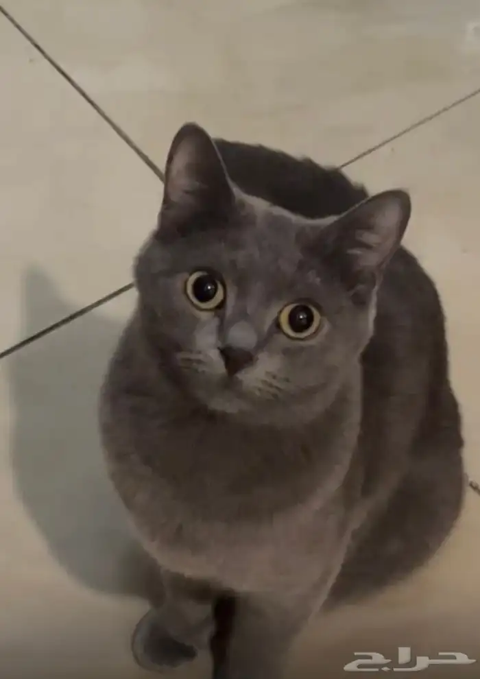 تبني قطه انثى نوع روسي طالبه للتزاوج 0