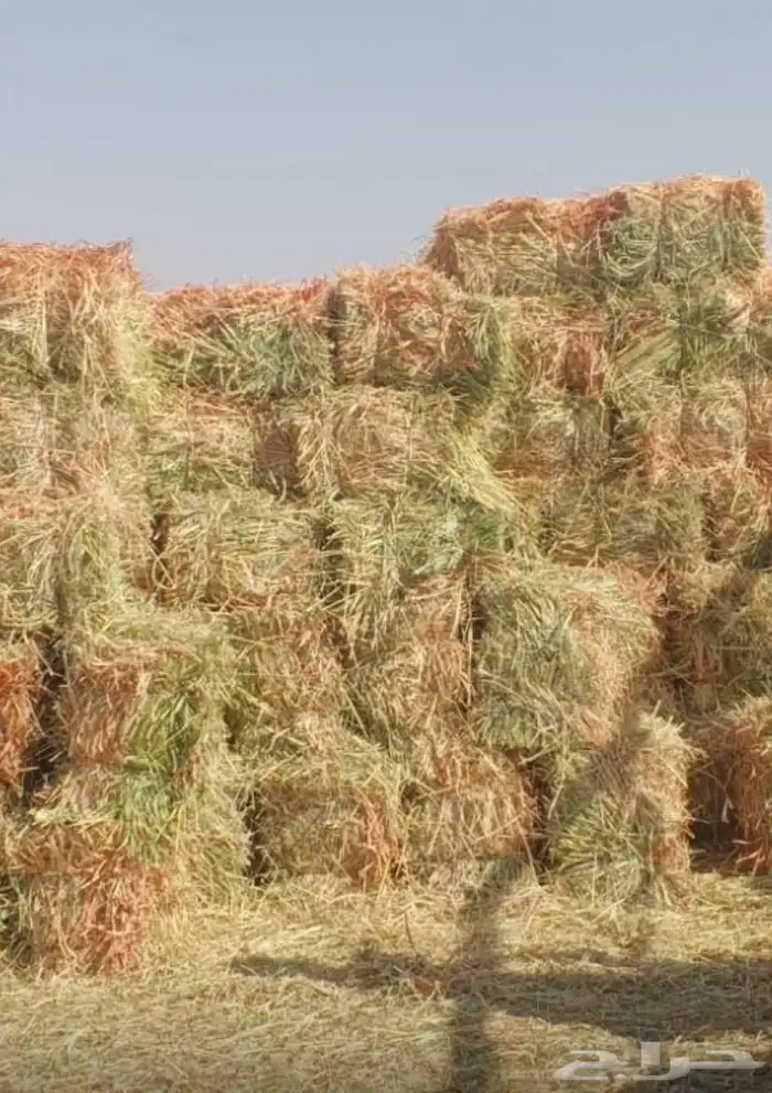 اعلاف ذرة جيزانية 0