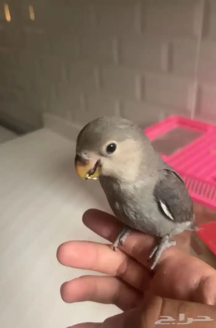 مروض ومدرب جميع أنواع الطيور 5