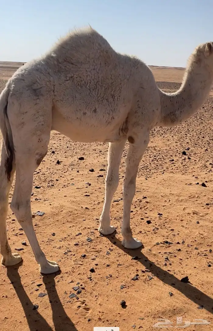 حاشي مقصب طيب 1