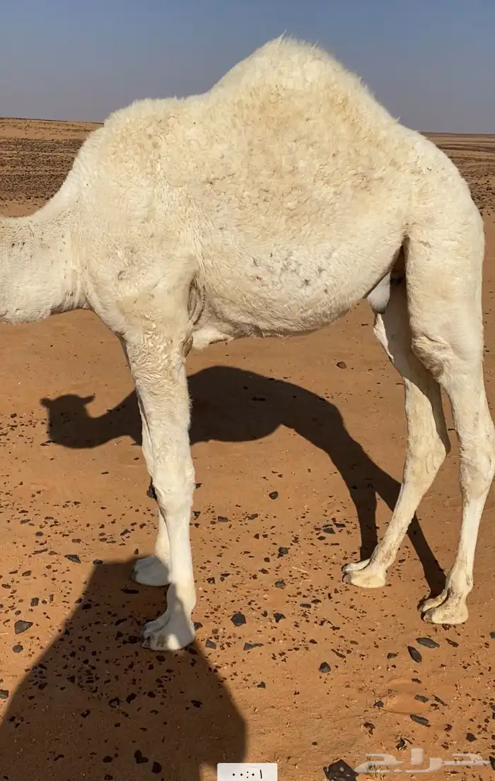 حاشي مقصب طيب 0