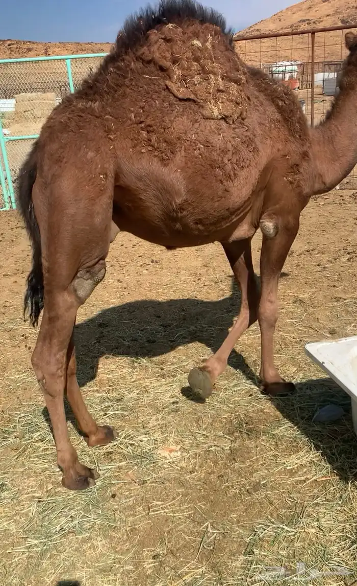 قعود حمر ادهم صنف خواته الي فالصوره 2