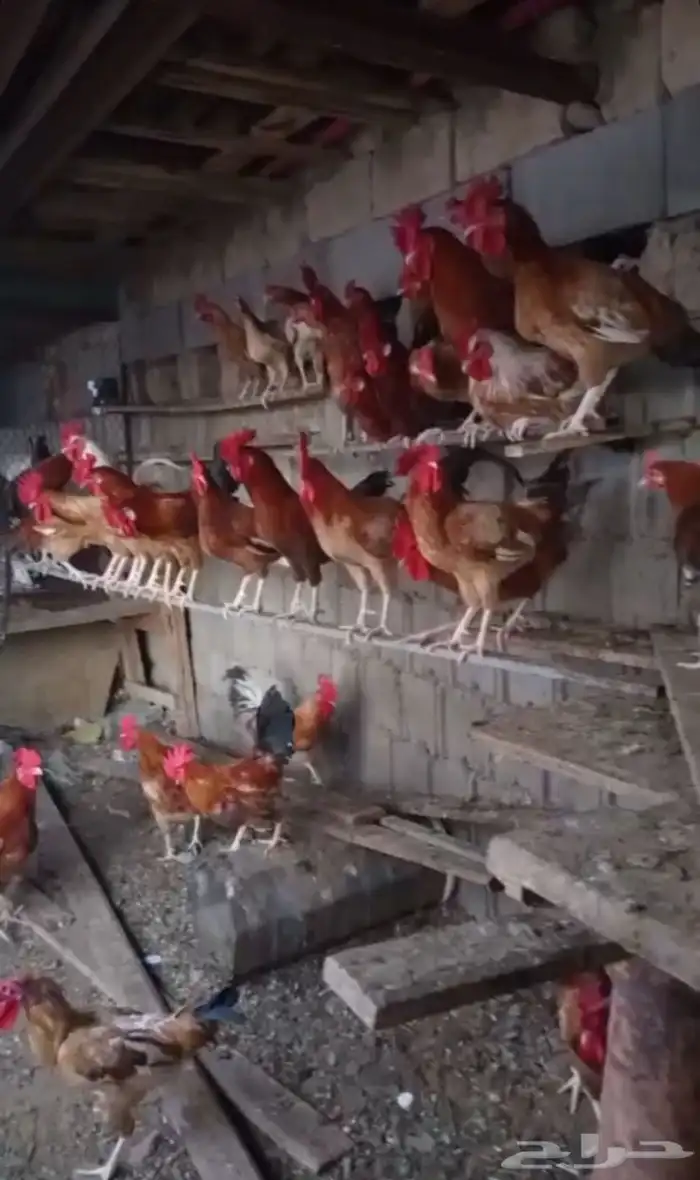 ديك للبيع العدد 18 3