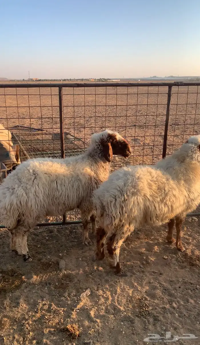 للبيع نعيم بريااات 1