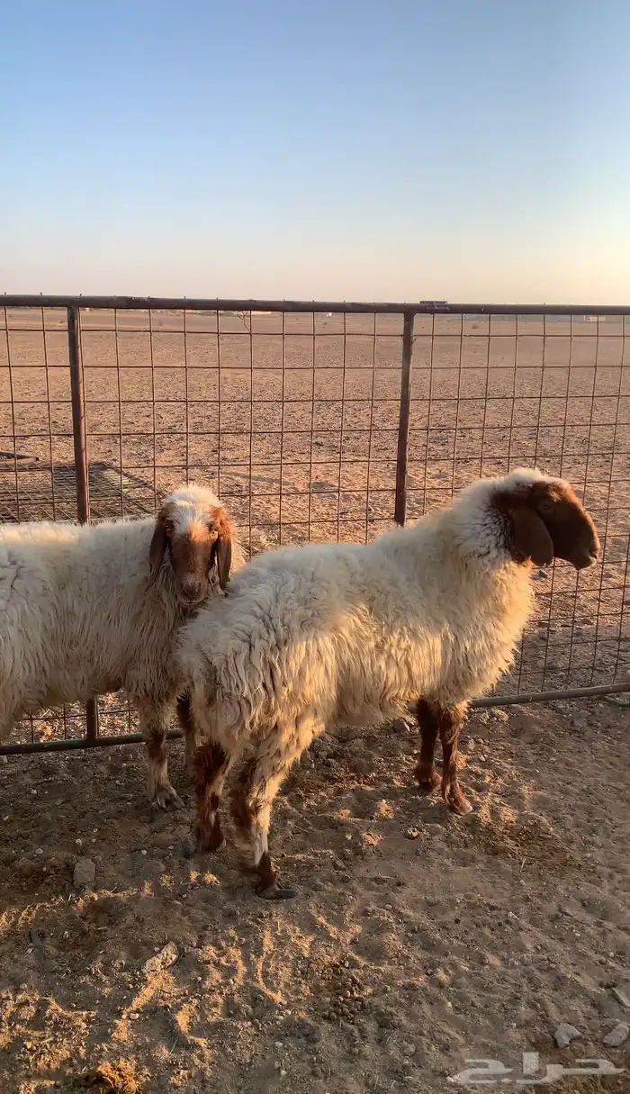 للبيع نعيم بريااات 0