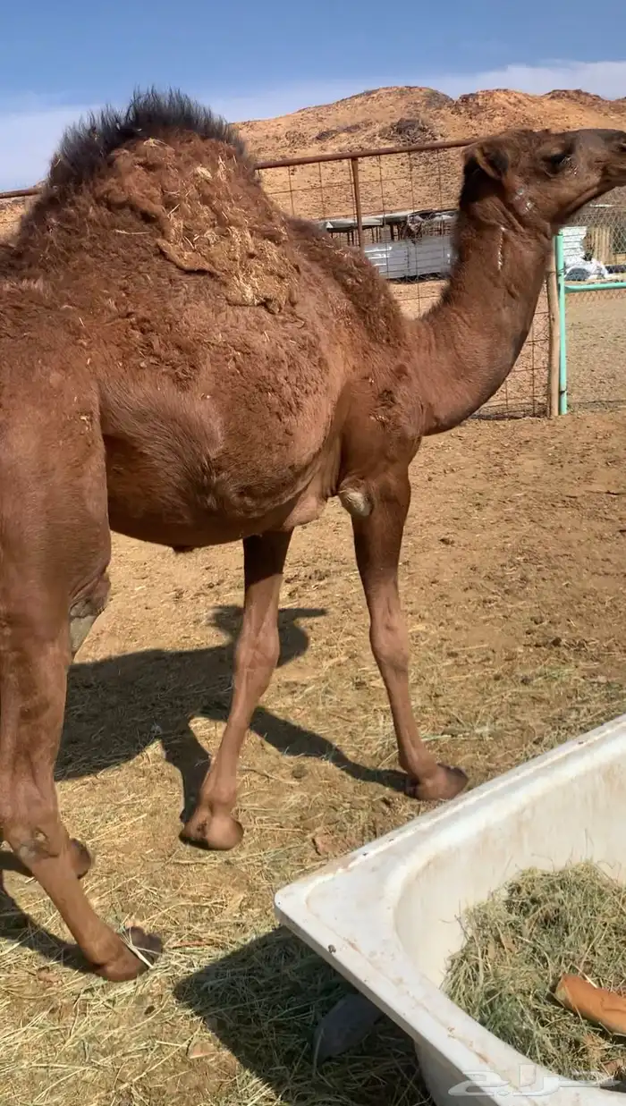 قعود حمر ادهم صنف خواته الي فالصوره 1