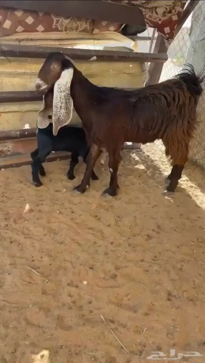 للبيع عنز جذعه متبع بتيس 0