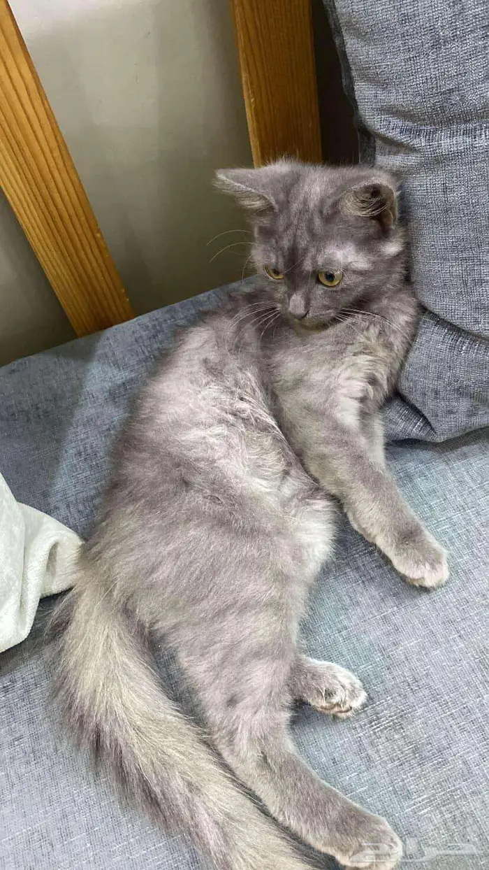 قطه مهجنه فصيلتها سكوتش و شيرازي 0