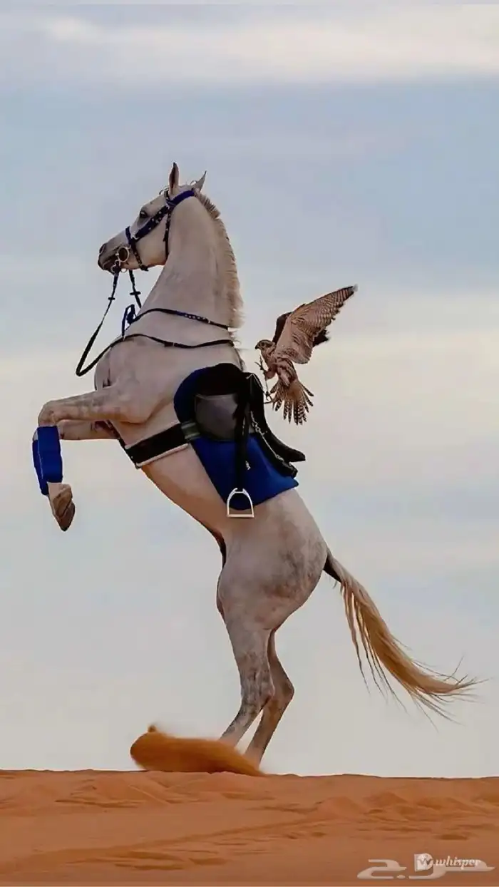 مطلوب سايس خيل 0