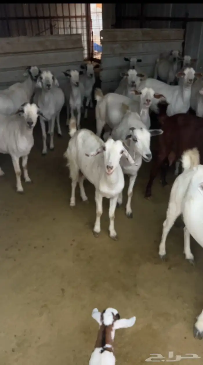 ماعز بيشيات على الشرط 7