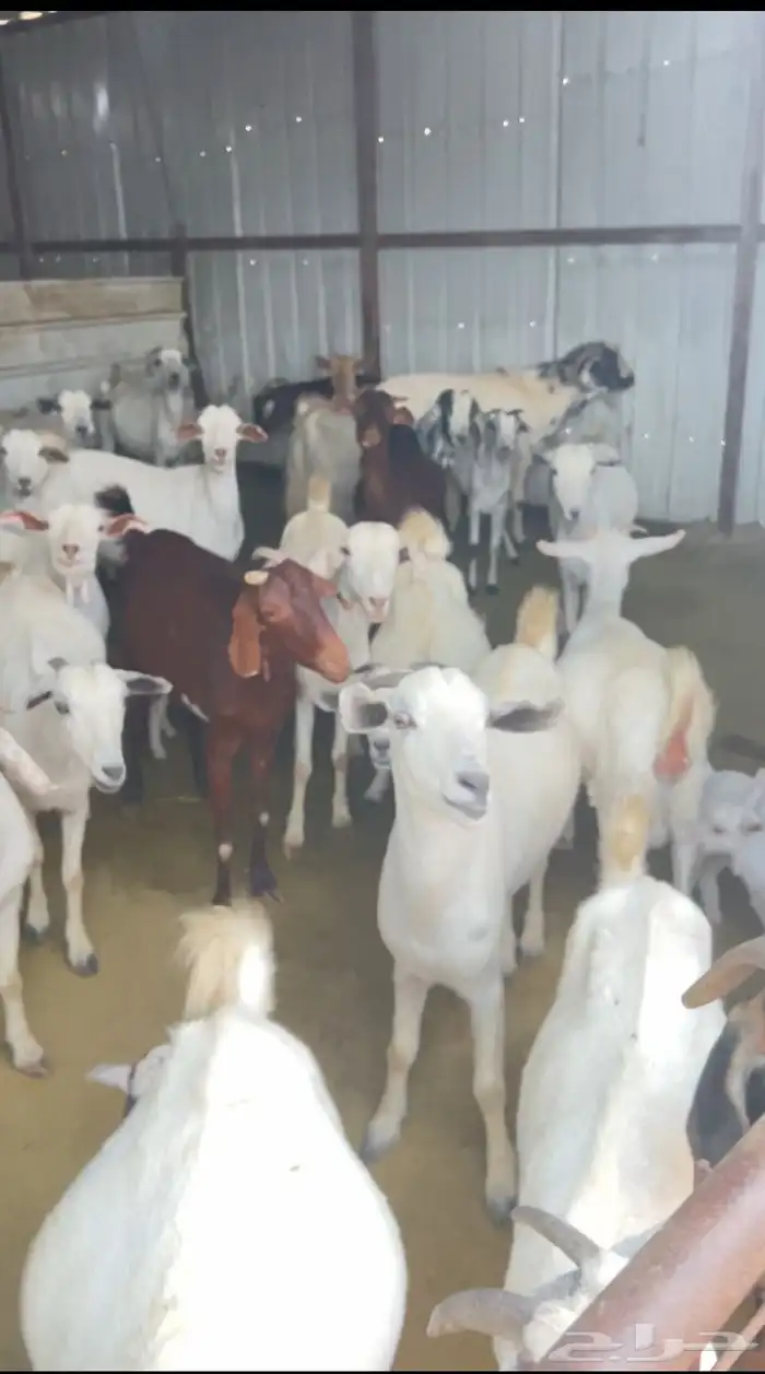 ماعز بيشيات على الشرط 6