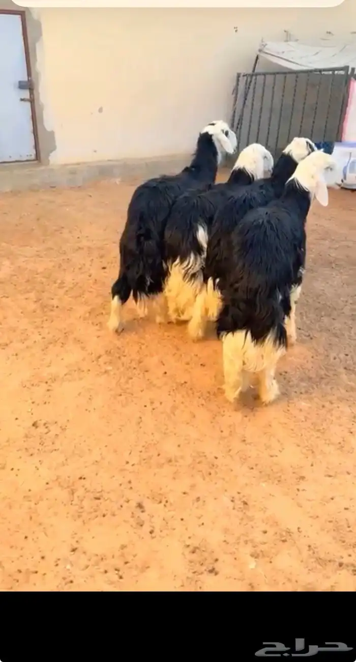 طليان نجد الرياض حي الشفاء أي مكان نوصل فيه ذبح باقي اربعه 2