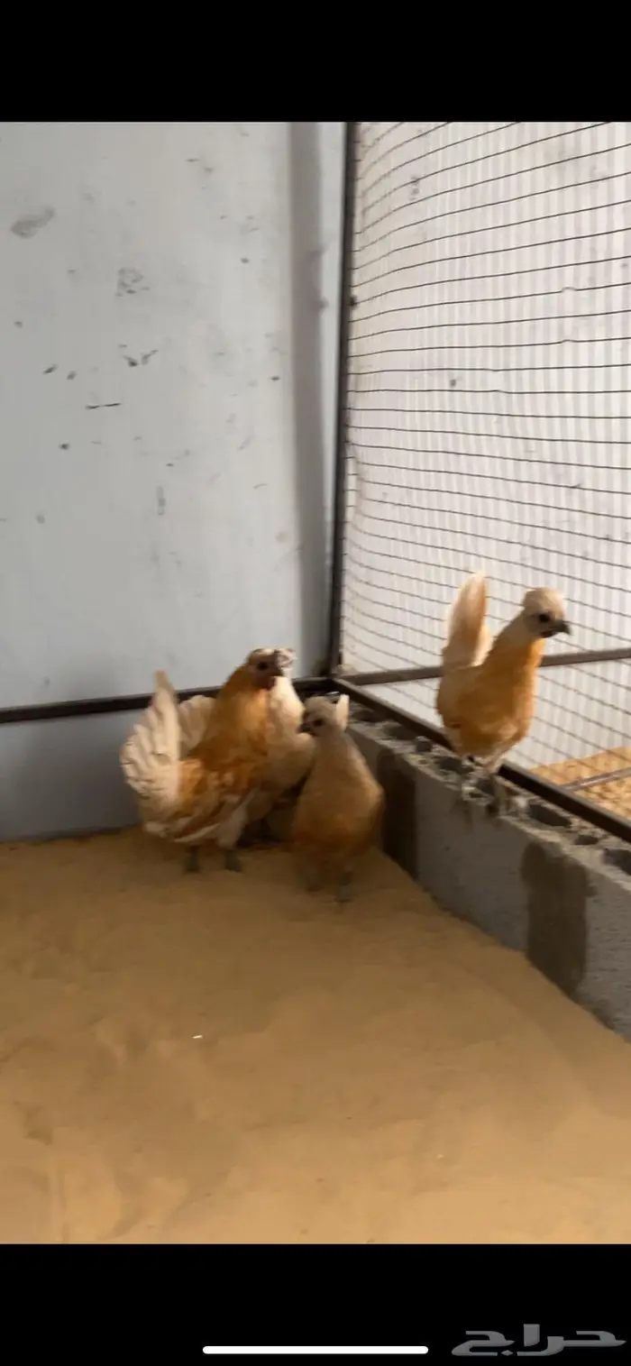 دجاج حباحب اطقم مستويات فاخره 0