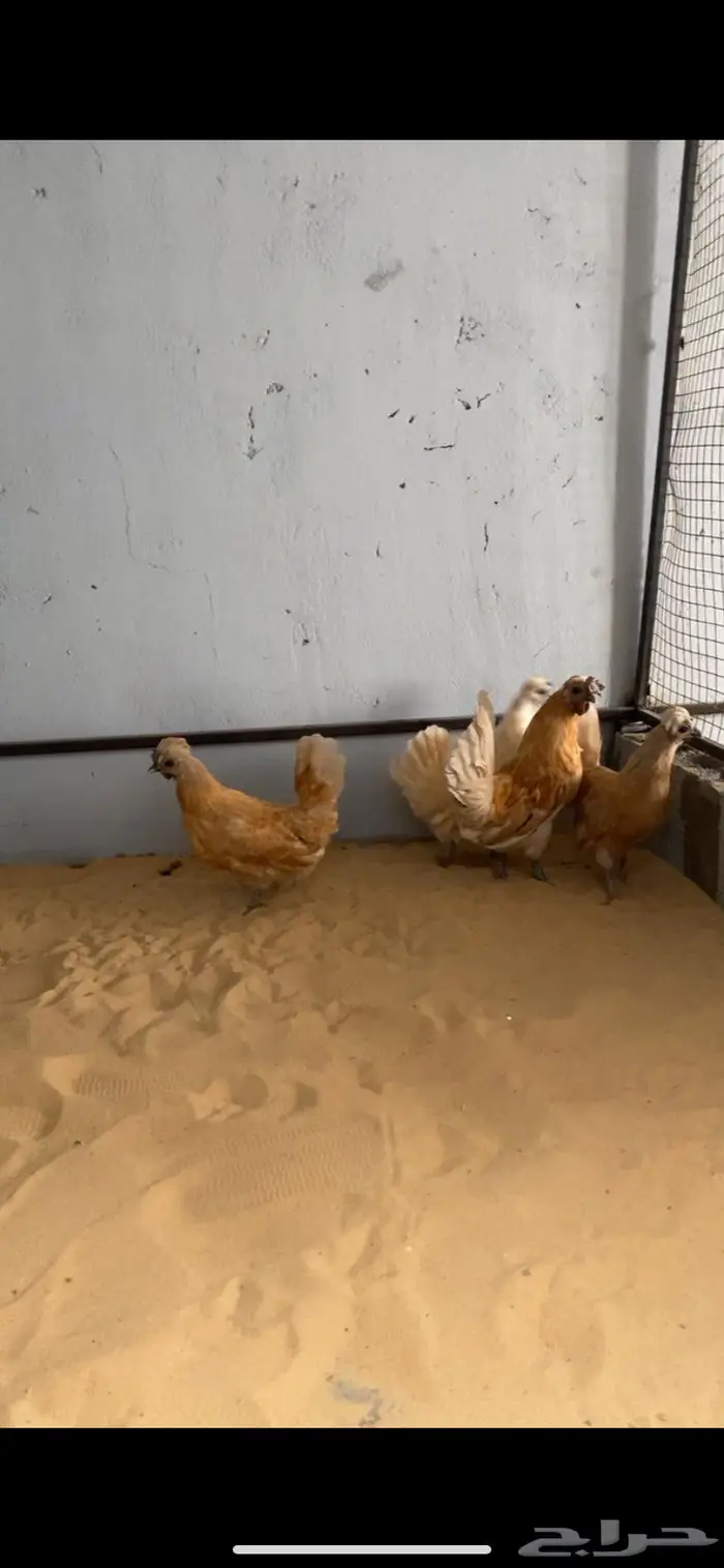 دجاج حباحب اطقم مستويات فاخره 1