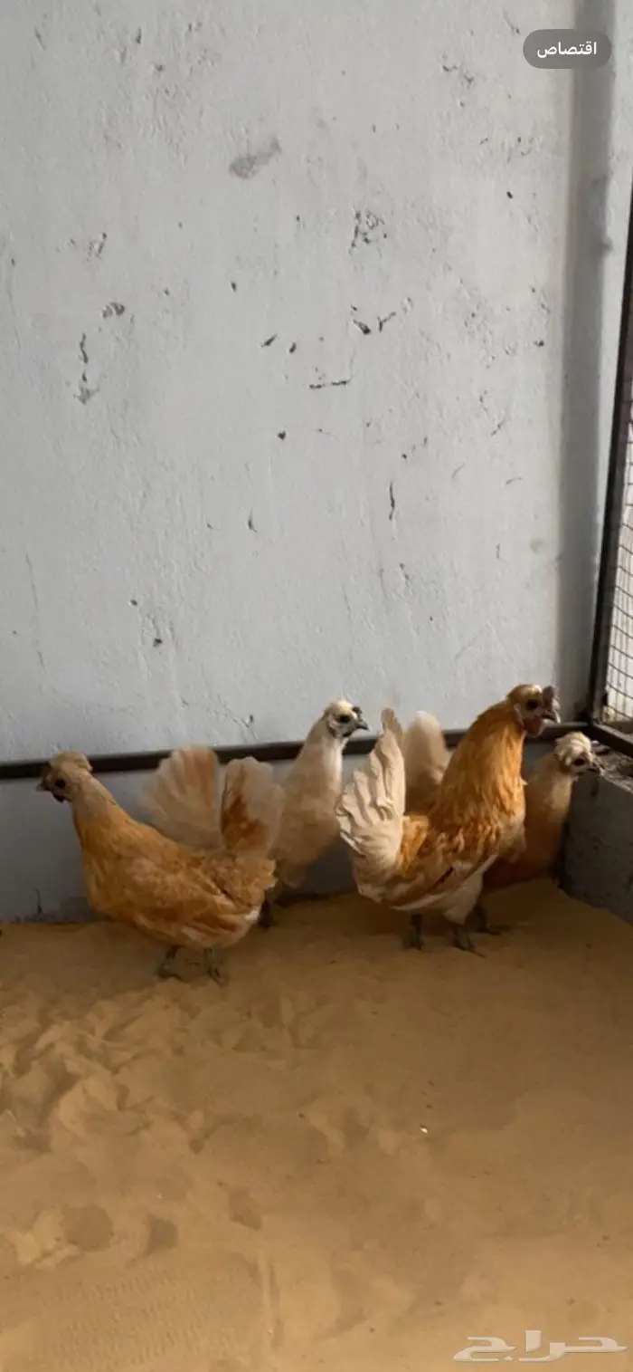 دجاج حباحب اطقم مستويات فاخره 2