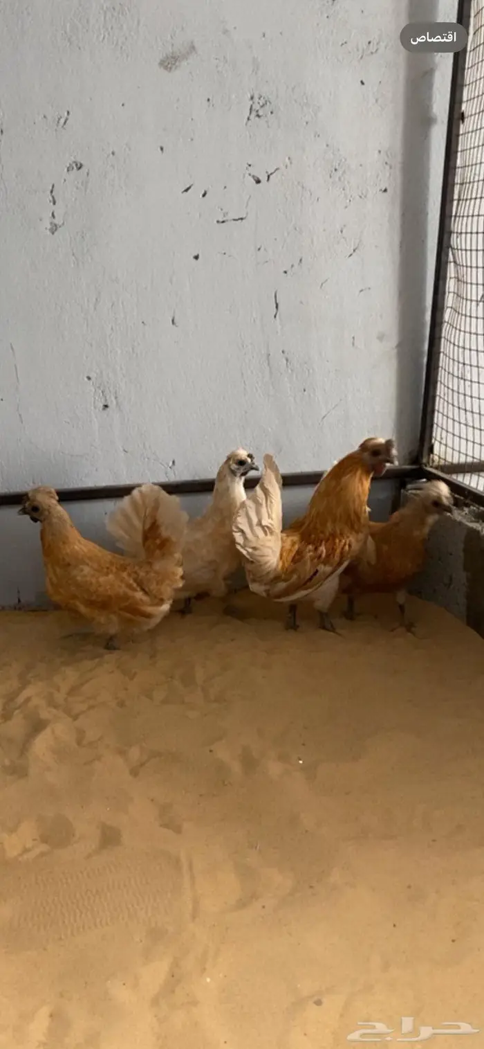 دجاج حباحب اطقم مستويات فاخره 3