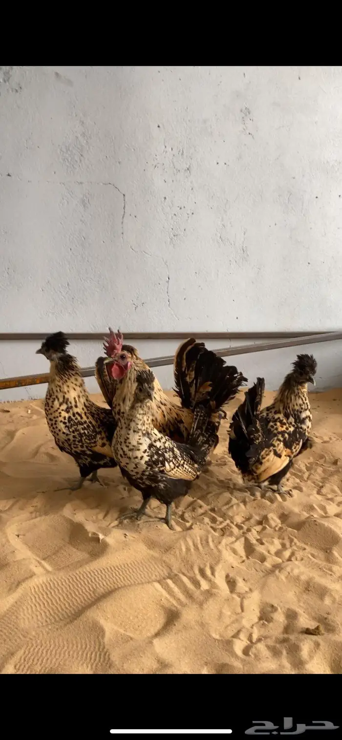 دجاج حباحب اطقم مستويات فاخره 4