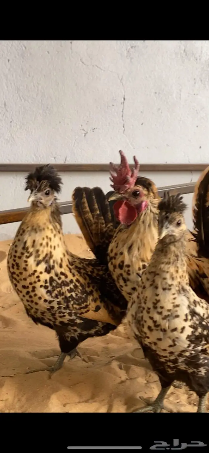 دجاج حباحب اطقم مستويات فاخره 5