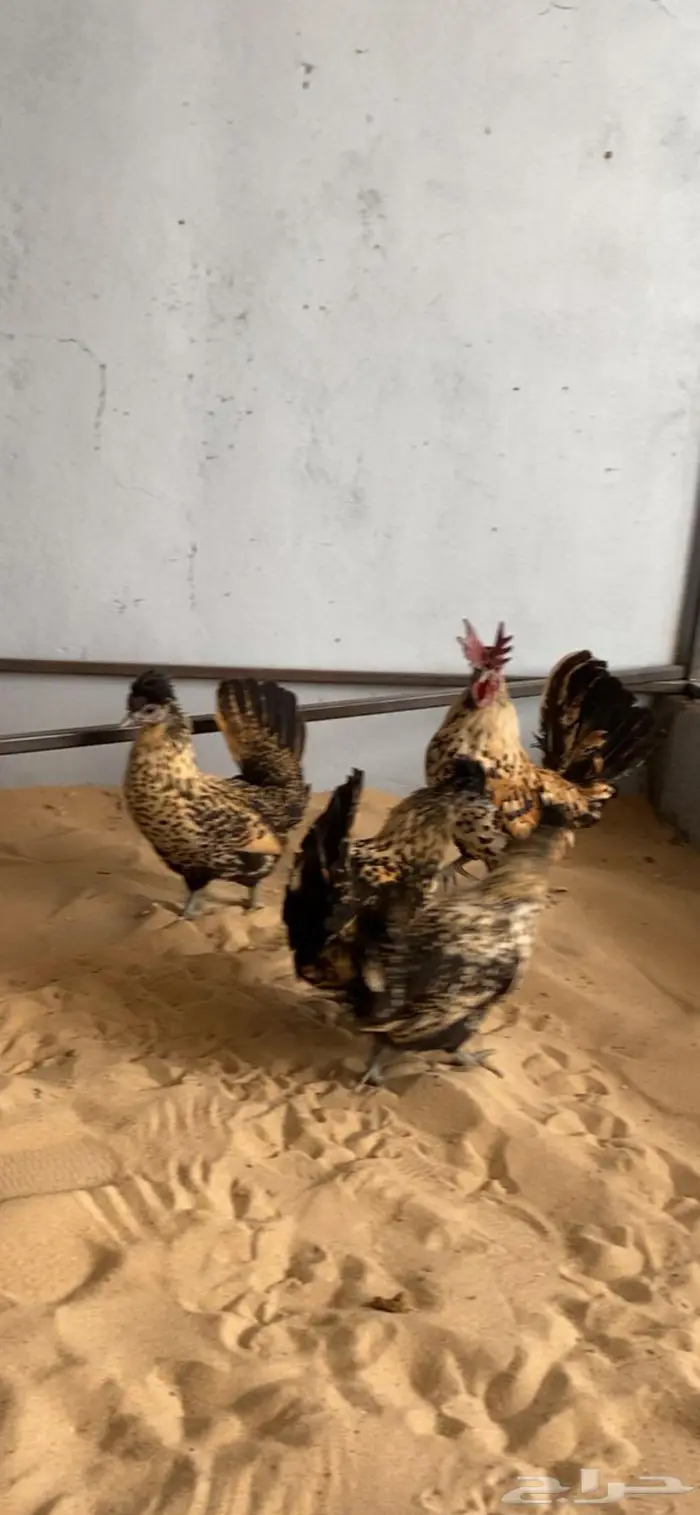 دجاج حباحب اطقم مستويات فاخره 11