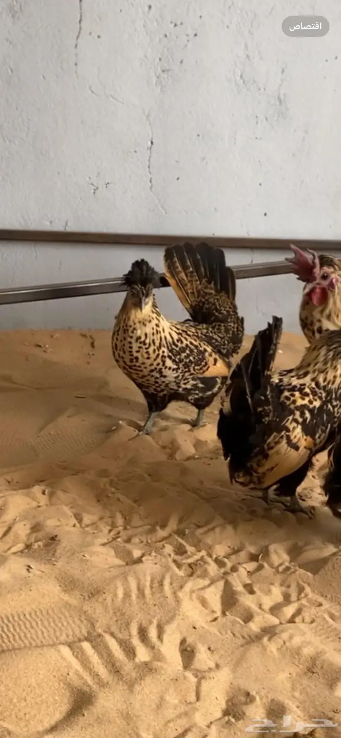 دجاج حباحب اطقم مستويات فاخره 10