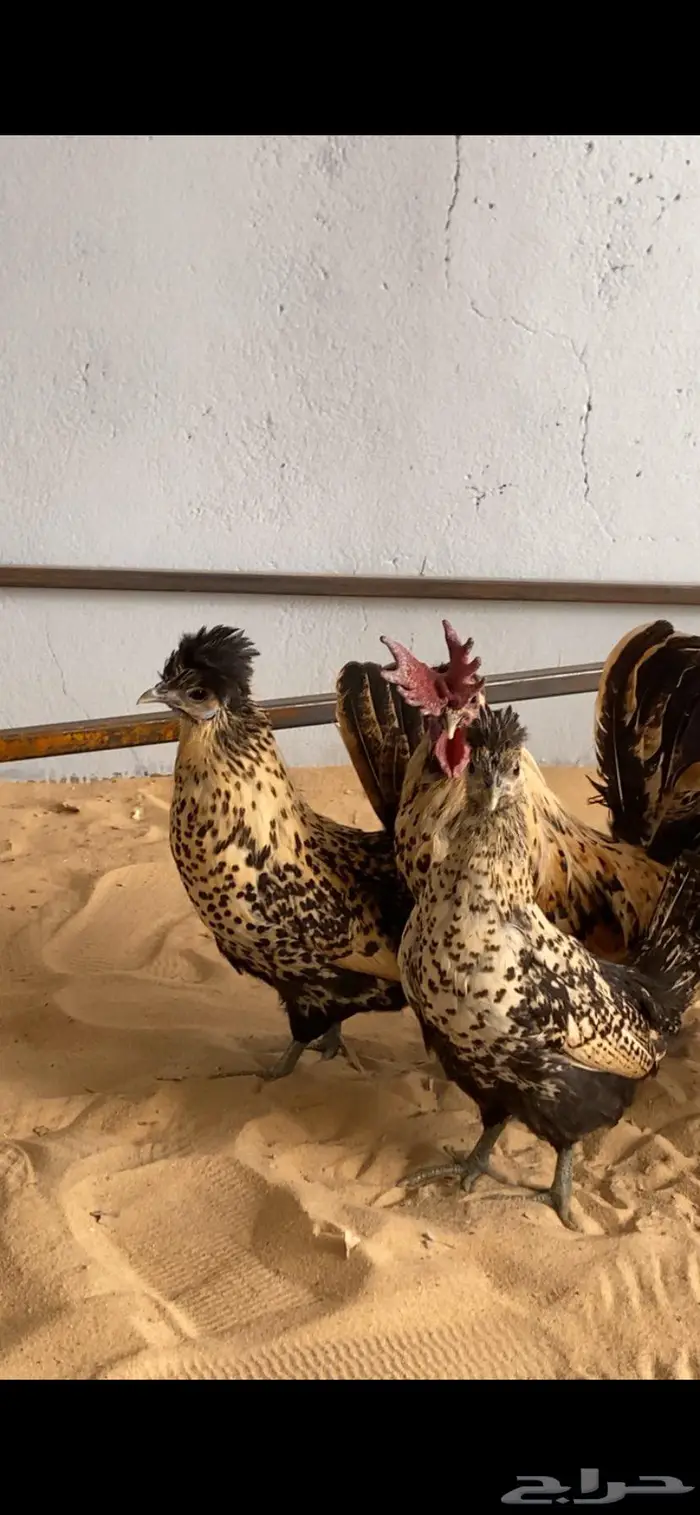 دجاج حباحب اطقم مستويات فاخره 6