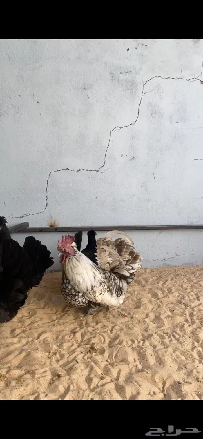 دجاج حباحب اطقم مستويات فاخره 14