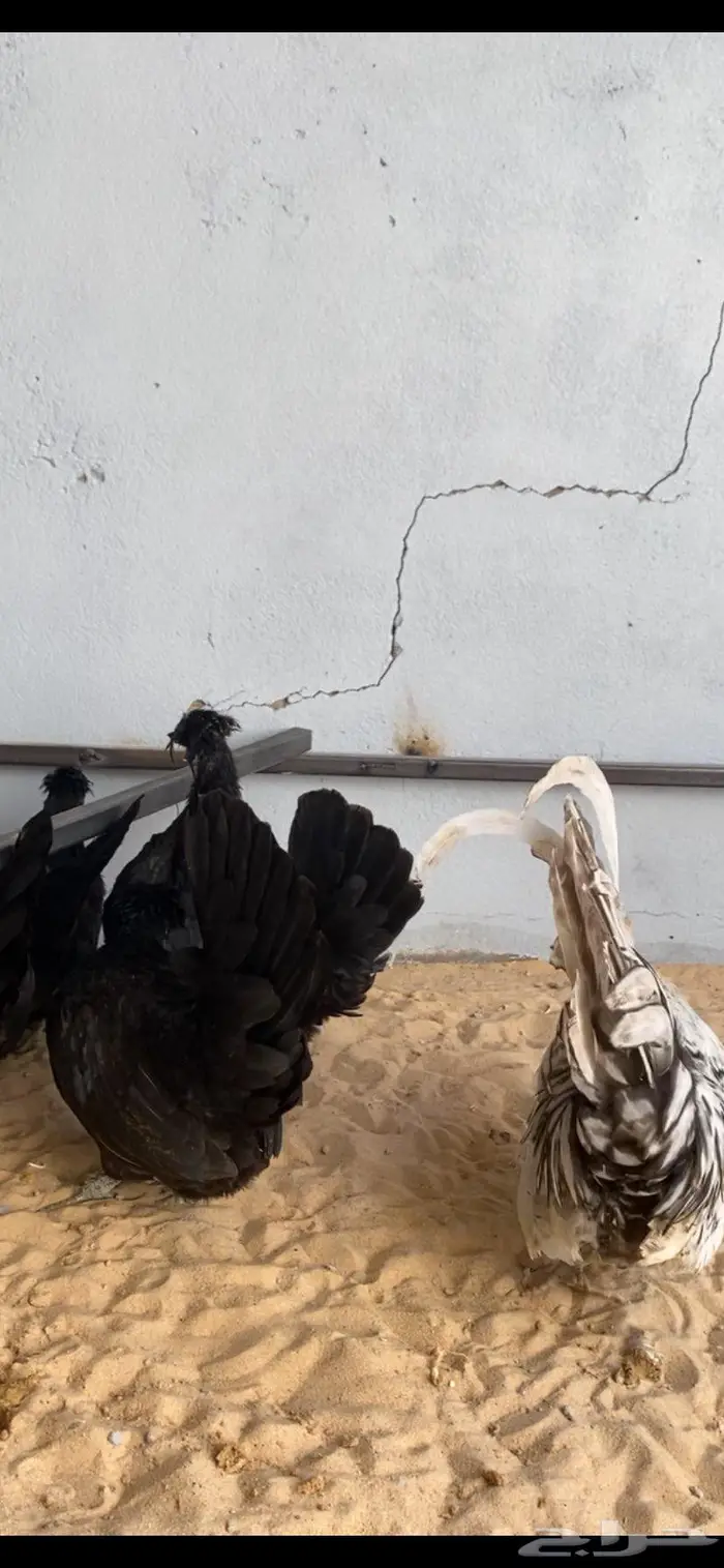 دجاج حباحب اطقم مستويات فاخره 15