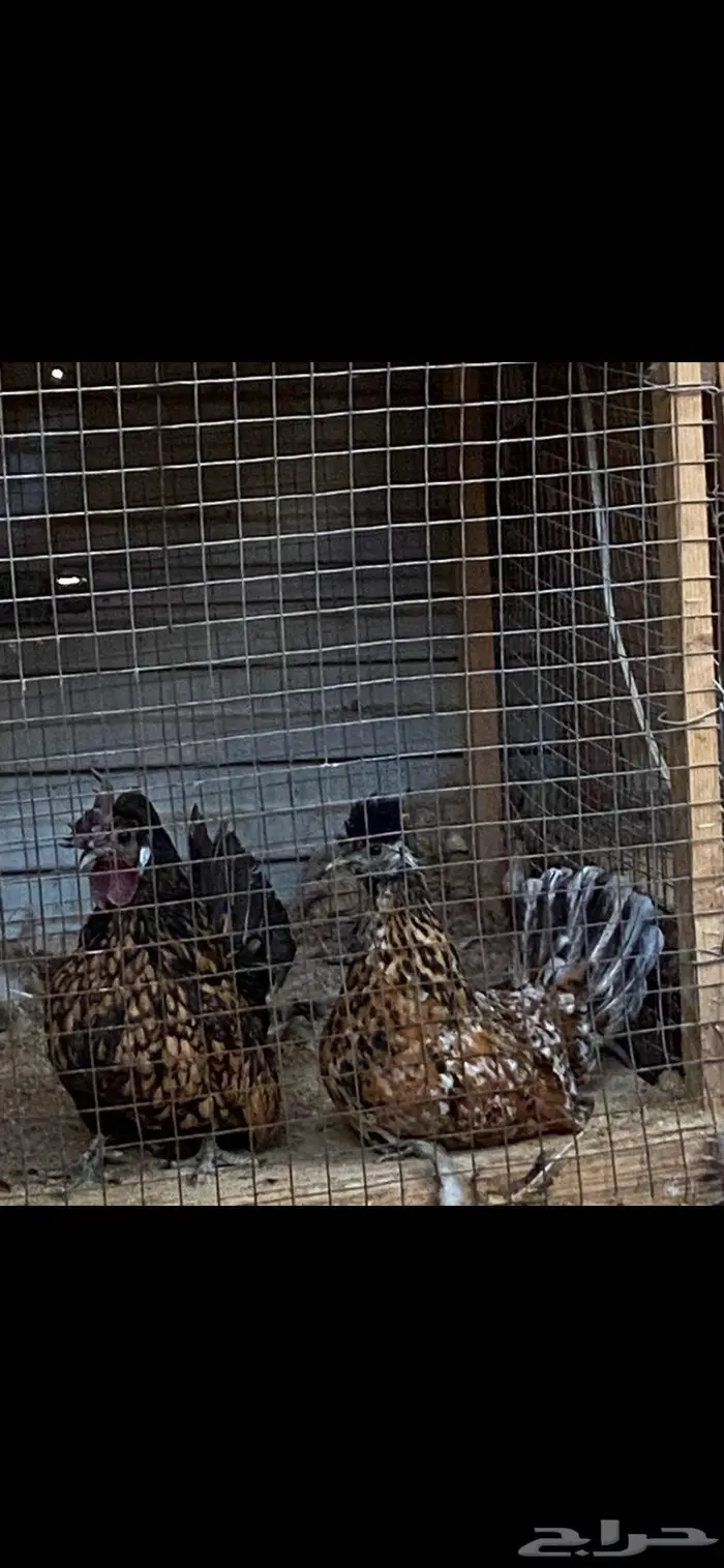 دجاج حباحب اطقم مستويات فاخره 18