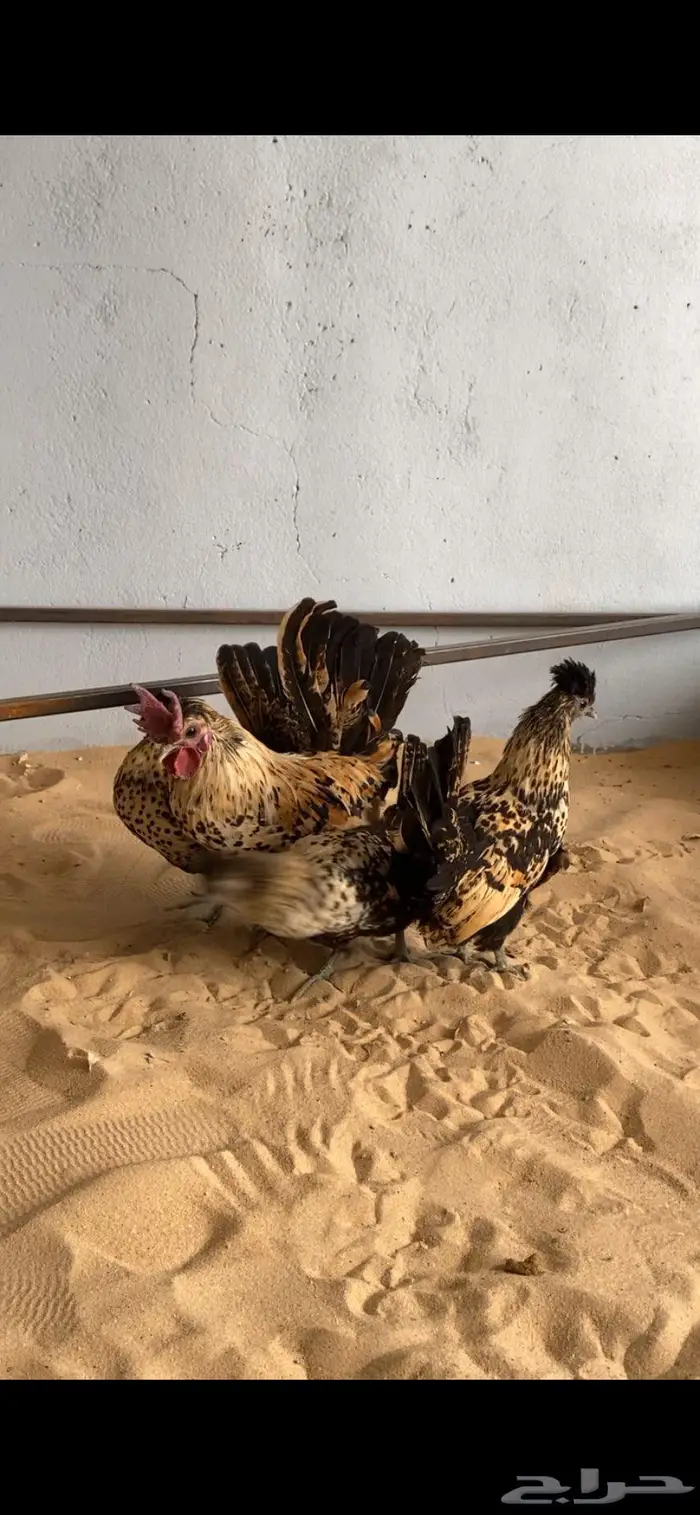 دجاج حباحب اطقم مستويات فاخره 9