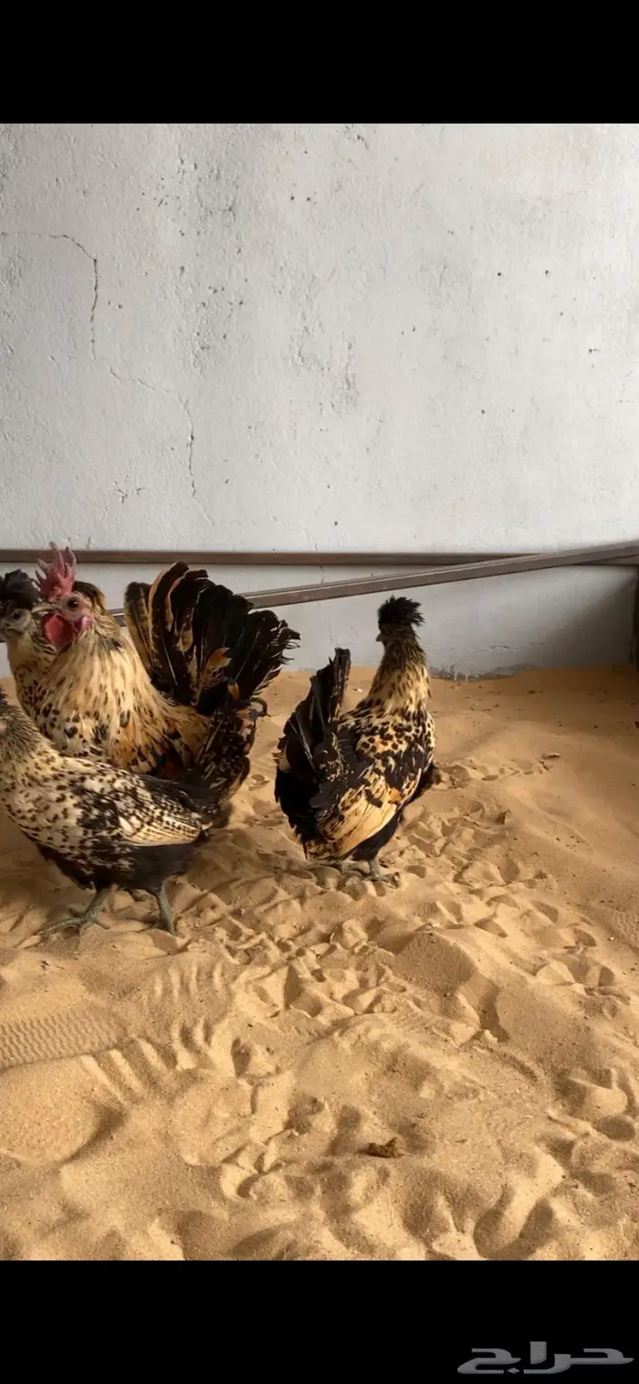 دجاج حباحب اطقم مستويات فاخره 7