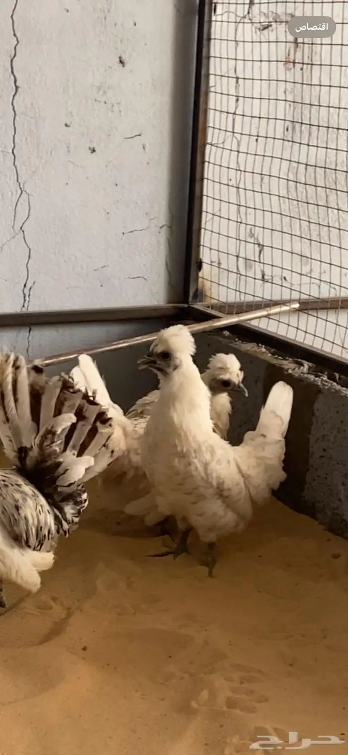 دجاج حباحب اطقم مستويات فاخره 13