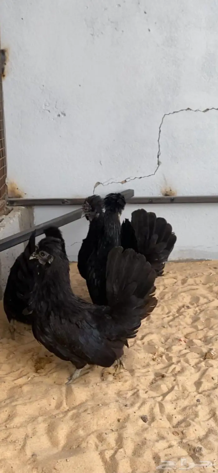 دجاج حباحب اطقم مستويات فاخره 16