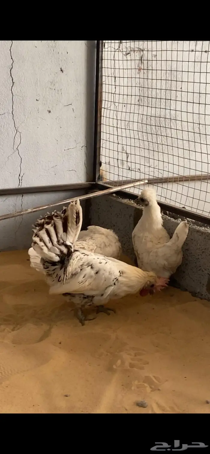 دجاج حباحب اطقم مستويات فاخره 12