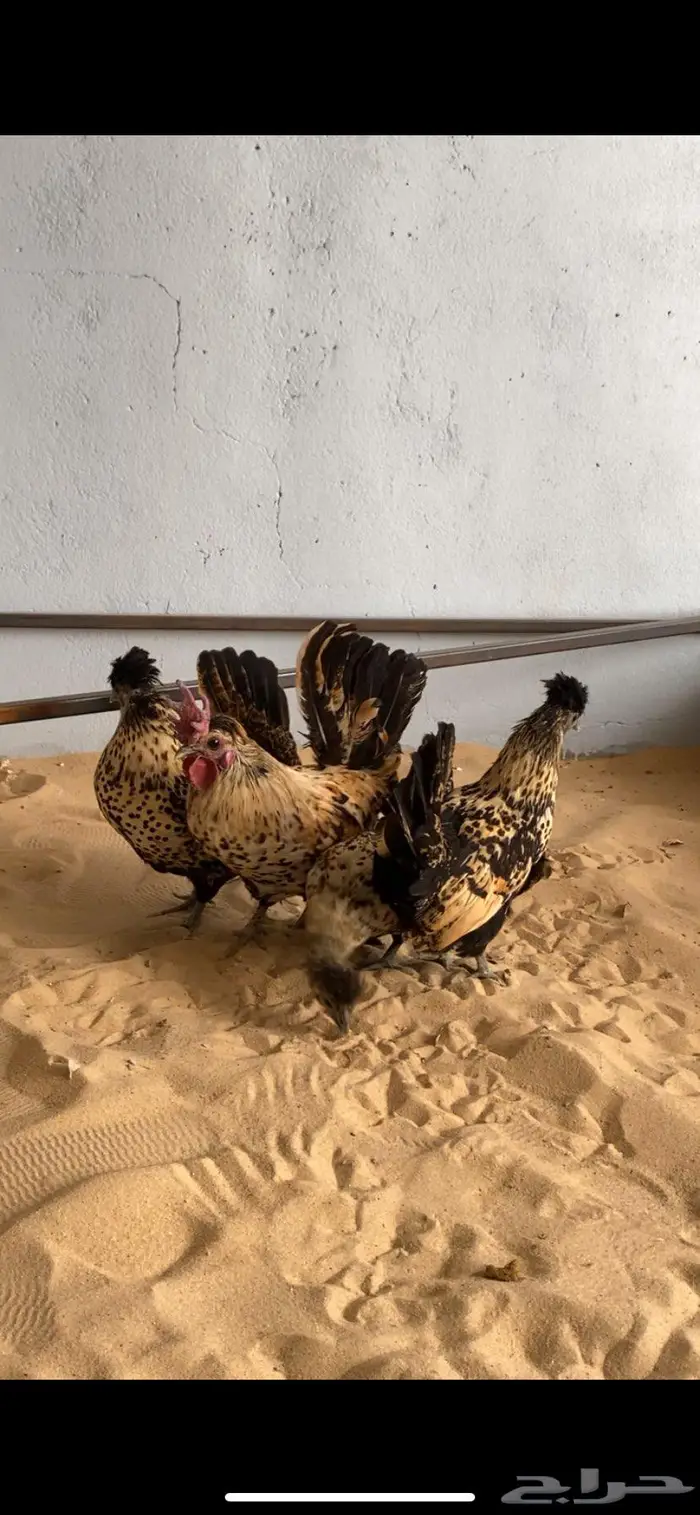 دجاج حباحب اطقم مستويات فاخره 8