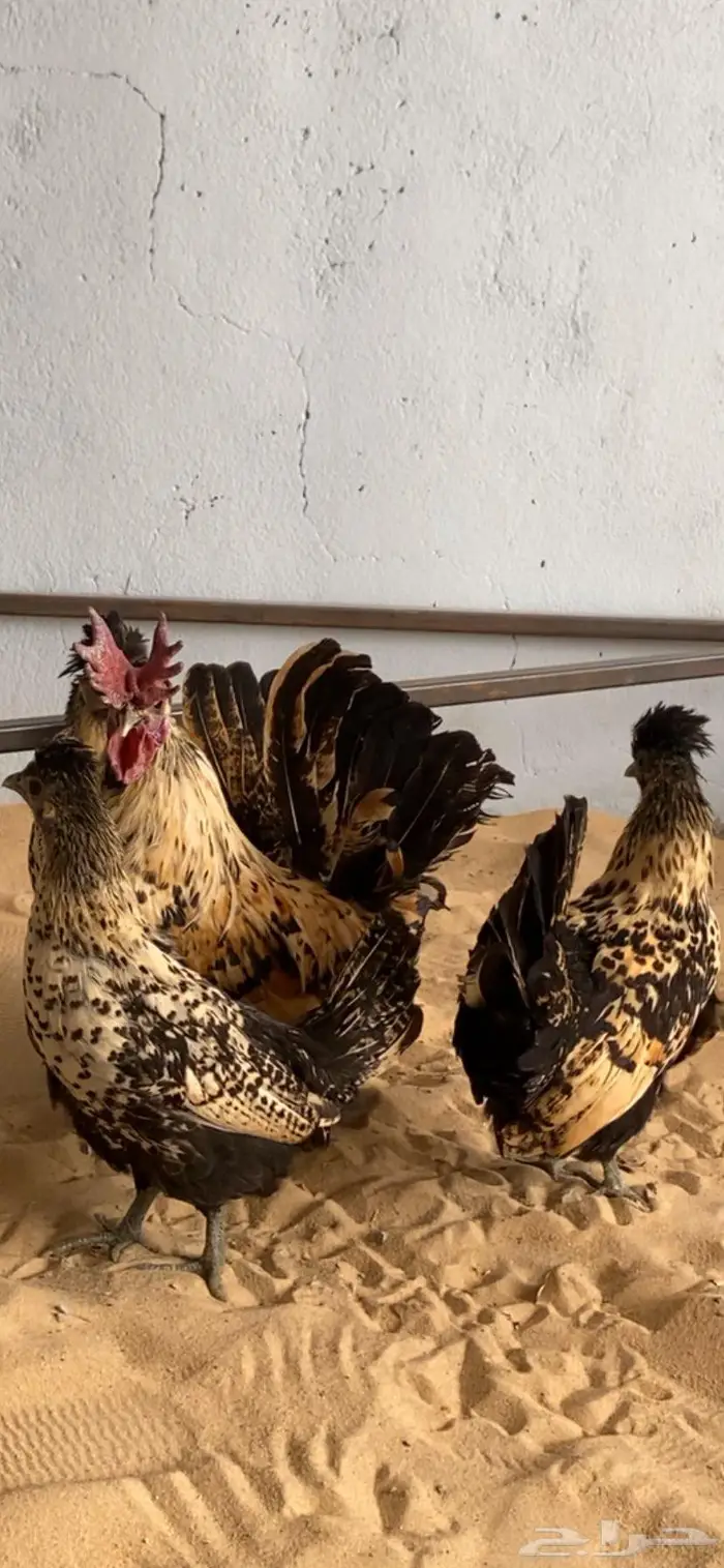 دجاج حباحب اطقم مستويات فاخره 17